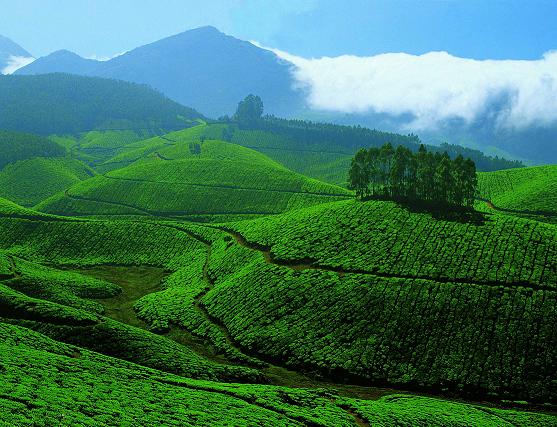 1467694101_2Munnar 3.jpeg